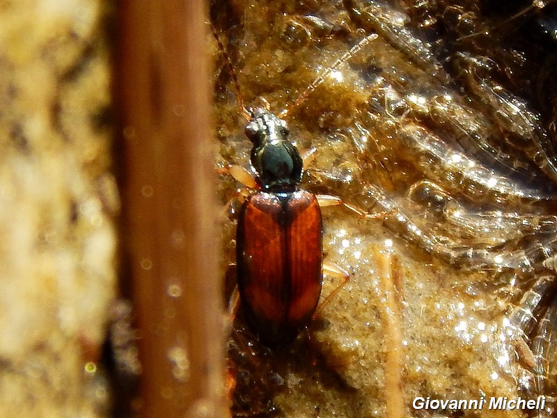 Carabidae del Parco del Ticino